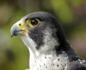 Before coming to public radio, KUER reporter and online editor Brian Grimmett worked in television production at KBYU. So, it was natural fit to have him produce this short film for VideoWest.nnIt&#39;s called Urban Falcons, and it&#39;s about the peregrines that nest each year in downtown Salt Lake City.Though it&#39;s not like life in the wild, they return each year to the drastically altered landscape of the city, and teach their young to fly.nnDirected by Brian GrimmettnProduced by Doug Fabrizio &amp;