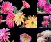 Hello! How about something different in terms of flower timelapses? Let&#39;s watch them wilt rather than bloom.nnI hope you&#39;ll agree that the wilting is just as fascinating as the blooming and often equally beautiful. Stunning motion ... shapes ... colors.nnThis compilation of timelapses shows a dozen types of Echinopsis cactus flowers at the end of their brief existence. Most of the clips compress roughly 24 hours of activity from after the flowers have bloomed until they have wilted into 10-12 se