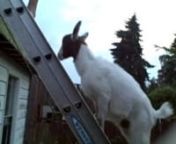 What? What is this? It&#39;s a frickin&#39; goat climbing a frickin&#39; ladder! What the frick did you think it was? This goat&#39;s name, incidentally, is Snowdrop. She&#39;s adorable. (She is not my goat.)