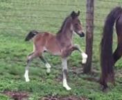 This video features a filly sired by Heartland Heartbreaker that was born on April 30th, 2016.