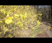 We produced this short film in conversation with Penn Forest Natural Burial Park, the Thomas Merton Center, and Chatham University, all located in Pittsburgh, Pennsylvania. The main purpose of our film is to highlight the intersectionality between social justice, sustainability, and green burial. We do this by showcasing Penn Forest Natural Burial Park, which truly is more than just a environmentally-friendly cemetery. Penn Forest not only serves as the only natural burial park in Pennsylvania,