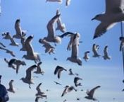 The film is a captured moment from Helsingin kauppatori in summer 2015.nHungry seagulls are fighting over the pieces of bread that a friend of mine is throwing in the air.nnThe moment lasted 41 seconds all together. nnThe clip was shot in slow motion, which eventually made it nearly four minutes long. Without the slowing effect, the moment was restless and noisy as hungry seagulls were screaming with fury and slapping each other with their wings. One of them even tried to peck Guillaume, who