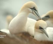 Während ihrer Reise machen jedes Jahr zahlreiche Zugvögel Station auf der Nordseeinsel Helgoland. Seit mehr als b50 Jahren erforschen Wissenschaftler dort ihr Verhalten – und beobachten jetzt, wie der Klimawandel die Tiere verändert. Die ganze Geschichte lesen Sie hier: https://www.greenpeace-magazin.de/die-botschafter-was-die-voegel-uns-erzaehlen