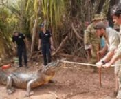 09/08/2016: Exercise Kowari participants helped local authorities capture a 4.3 metre estuarine crocodile in the Northern Territory outback while on the military survival activity in August 2016.nMembers of the Australian Army, People’s Liberation Army, US Army and US Marines worked together to lift the 600-800 kilogram reptile onto a trailer after it was first tranquilised and secured by Northern Territory Parks and Wildlife rangers.nThe crocodile was caught in a waterhole trap just 50 metres