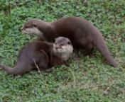 Animal Encounters&#39; keeper Leanne introduces the adorable Asian Short Clawed otter pups living down in Otter Falls.