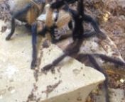 Socotra Island Blue Baboon Spiders (Monocentropus balfouri) mating. from monocentropus