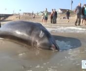 A Cuviers beaked whale washed up last night by the Outer Banks Pier.We talked with Karen Clark, with NC Wildlife, at the scene this morning.This whale prefers water deeper than 3,300 feet. It grows to about 16–23 ft in length and weighs 5,500 lb.n In 2014, scientists reported that they had used satellite-linked tags to track Cuvier&#39;s beaked whales off the coast of California, and found the animals dove nearly two miles, 9,816 ftbelow the ocean surface and spent up to two hours and 17 min