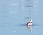 This is the Long-tailed Duck that I found at the Ripon Sewage Ponds earlier this morning.This video was taken from the trail along the southern end of the deep pond closest to the Stanislaus River.Friday, March 13, 2015