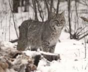 Pretty Kitty—Bobcat in Carlton County Minnesota.nPhotos at http://thephotonaturalist.com/2015/01/31/pretty-kitty-carlton-county-bobcat/nContact Sparky at 218.341.3350 or thesparkygroup@gmail.comnnIt is good to have a network of friends, and for many reasons—Friends you shoot with, friends who can give you critique and feedback, and friends who give you tips on wildlife locations. And my buddy Gene helped me with the latter. I think the text said something like “the bobcat came back this mo