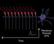 Action potentials have the same amplitude along the axon, regardless of length. Measurements taken along the length will be identical.