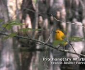 April and May are the best times for viewing Prothonotary Warblers at the Francis Beidler Forest in South Carolina. In April the males are zooming around staking and defending territory and the females are busy building nest. Sometime in May (probably mid to late May) the activity changes to feeding the chicks, with both parents participating. These warblers add a spice of color to the swamps in the Southeastern US.nnThis is my second time out with my new camcorder. I am trying to acquire footag