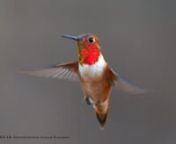 The hummingbird migration has begun. With hundreds already here, our numbers will continue to grow until waning in mid-September. At least seven species are present: Broad-billed, Broad-tailed, Black-chinned, Anna&#39;s, Costa&#39;s, Rufous and Allen&#39;s.nnThey consume several gallons of nectar (sugar water) a day!!!
