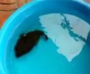 انظر في هذا الفيديو ما تفعله هذه السمكة بنفسها لتحمي نفسها عند إحساسها بالخطر https://vimeo.com/131287539