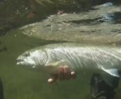In this feature length production, host Josiah Darr and guide Mike Zavadlov detail all the most common techniques for fishing steelhead from the bank.These professional anglers go into detail on their favorite lures and baits and show precisely how to fish them. Getting the proper drift is crucial to the steelheader and this video has numerous demonstrations on exactly how it&#39;s done. The Olympic Peninsula in Washington and its&#39; famed steelhead rivers are the backdrop for exciting angling actio