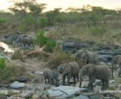 A group drinks at the river. In the foreground there is competition for a favored spot. An adult female Drinks while a young male is Queuing-Up for his turn (note his Foot-Lifting and Waioting). Her five year old female calf is moreimpatient and tries to barge in. The adult female gently Pushes her away.nnThis short video from Maasai Mara, Kenya, is part of The Elephant Ethogram: A Library of African Elephant Behavior. Visit https://www.elephantvoices.org/elephant-ethogram/introduction.html to