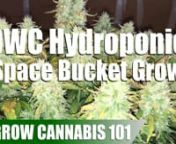 A time lapse video and guide of a Blue Dream Automatic seed grow from seed to harvest, grown in a deep water culture hydroponic setup enclosed in a 2-bucket space bucket design. For more details on how to build this specific space bucket I&#39;ll be posting a video soon with a step by step guide on how to put it all together.nnItems I Used For This Grow:nnFloraSeries Hydroponic Nutrients: https://amzn.to/2Vi1g2GnPH Adjustment Kit: https://amzn.to/2EsTnBXnPH Meter: https://amzn.to/2U4hZWXnPPM Meter: