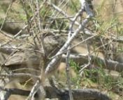 Arabian babbler (Turdoides squamiceps)nNegev, Ein Avdat National Park. 2018-03-25.