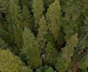 My 6th trip back to the Umpqua region to document the late-successional / old-growth (LSOG) forests left on federal lands and my second trip with my drone. I wanted to do more video on this trip compared to my previous effort but I still came a bit short.nnFor more information about these LSOG forests, please visit my website, the Umpqua LSOG Project: nnhttps://umpqualsogproject.org