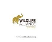 The WCFF and Wildlife Alliance are please to announce a partnership for the 2018 film festival in New York and beyond.nnWildlife Alliance, headquartered in New York City, is the leader in Direct Protection of Forests and Wildlife in tropical Asia. WA provides on-the-ground protection to one of the last unfragmented rainforests in Southeast Asia. The Cardamom Rainforest Landscape is a critical part of the Indo-Burma Biodiversity Hotspot which supports populations of &#62;50 IUCN Threatened species of