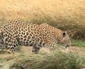 The Leopard Stalks T3 Wazee Digital from wazee digital