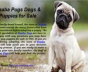 Top quality adorable Waaba Pugs puppies &amp; dogs for sale available at very reasonable rates call us now (612-361-1109) or visit here: https://www.waabapugs.online