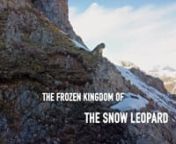 Frozen Kingdom of the Snow Leopard from mating female