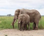 The clip starts with Pascal in musth with a Penis-Erection closely following estrous female Amparo. She abruptly stops and Rump-Presents, standing with her body close to him. There is the slow moving calm that is typical ofbehavior immediately prior to a Mating between a high ranking, experienced musth male and an experienced adult female. Amparo stands for him Waiting and Pascal, too, Waits. Often this is when Driving occurs. nnPascal has an erection which twitches to a full erection. Then Am