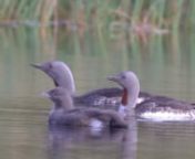 Familienverband der Sterntaucher mit Nachwuchs aus der Familie der Seetaucher, gähnender junger Ohrentaucher auf dem Myvatn. - Family of Red-throated Loon and young in northern Westfjords, young Horned Grebe on the Myvath, yawning. Contribution to the 2018 Swarovski Competition DOY, digiscoped with spotting scope, maximum length of video 2 minutes.
