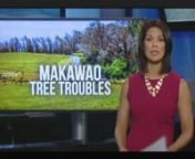 MAKAWAO, MAUI (HawaiiNewsNow) -Hundreds of eucalyptus trees in Makawao are dead or dying, and the community says they&#39;re posing a safety threat.nnThe county is now removing some of them along Piiholo Road, but some wonder whether they&#39;re moving fast enough.nnSam Small lives on Piiholo Road. For years, the blue gum eucalyptus have been dying, but in the past few months, many trees went from diseased to dead.nn