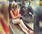 Lindsey loves animals, but she&#39;s in the military &amp; animals aren&#39;t allowed on base. She went to the zoo during leave &amp; shared quality time with a gorilla. nSource: http://www.wdrb.com/story/35800832/picture-of-hartford-ky-woman-sharing-images-on-phone-with-louisville-zoo-gorilla-has-gone-viral