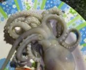 This octopus still alive after cooking from octopus cooking