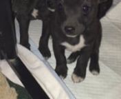 Available this Sunday, Jan 28, 2018 from 9 am to 1 pm at Petsmart Show in Tustin District. Get in your application and your bid now. nnThere are three puppies, born Nov 28, 2017. mom was a Jack Russell, no idea on the Dad, but he had to be smart, because, these babies are house trained. Seriously we put down a green grass patch, made for dogs, and the poop a lot but only on the grass tray. Amazing,nnNamed one: Detective Pikachu is an adventure game developed by Creatures Inc. and published by