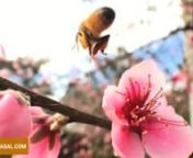 شاید حتی نتوانید تصور کنید که زنبور عسل برای اینکه بتواند یه قاشق چایخوری عسل طبیعی جمع کند باید فاصله ی تهرانتا برلین رو طی کرده و در بین راه دو میلیون بار روی گلهای مختلف بنشیند . فقط یه قاشق چایخوری ... یه قاشق...nجالب است که بدانید یک زنبور عسل برای تهیه یک گرم عسل طبیعی بایس