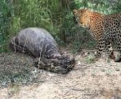 LEOPARD vs PYTHON SNAKE ►► Real Fight - Lion Baboon Leopard Hyena Giraffe Wild Cat - Animal Attacks from hyena vs lion