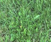 you could read the review about 10 best weed killer for lawn here: http://www.toptworeviews.com/home-and-garden/best-weed-killer-for-lawn/nVideo link here: https://youtu.be/utCSCYX-0tYnl&#39;m not a big fan of using these chemical sprays but sometimes you need to so let me show you how!nHow to mix and apply lawn weed killer. Weed killer used is Bayer All-In-One lawn weed killer concentrate, but is similar to Weed-B-Gone and Weed-A-Lawn.