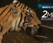 We’re saying goodbye to 2016 with a look the year’s biggest wildlife news. From baby booms to heartbreaking extinctions, it’s all coming up in this special edition of 2min roundup!nnWant more? Subscribe to our weekly newsletter!nhttp://www.earthtouchnews.com/newsletter-signup/nnEarth Touch News Network nhttp://www.earthtouchnews.comnnNEWS SOURCESnnARE TIGER POPULATIONS INCREASINGngoo.gl/KIbHQqnnDINOSAUR FEATHER DISCOVERYngoo.gl/j4BzYP nnEXTINCTION WATCH ngoo.gl/Z0qnxbnnGIANT PANDAS BOUNCE
