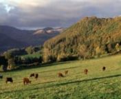 Les Fromages AOP d'Auvergne from cantal