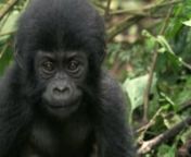 Deep in the forests of Cameroon, hunters are poaching apes and selling them illegally for their meat or as exotic pets.nnLearn more at: http://news.nationalgeographic.com/2017/05/wildlife-watch-gorilla-apes-cameroon-bush-meat-poached/