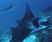 This is a little clip from our recent trip to Addu Atoll, the southernmost Atoll of the Maldives in January 2017. Most scenes are from a single dive at