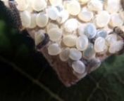 SilkwormsHatch Eggs. The silkworm is the larva or caterpillar of the domesticated silk moth, Bombyx mori. It is an economically important insect, being a primary producer of silk.nnhttps://www.pandasilk.com/