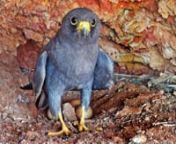 Mysterious Desert Aviators – A German-Omani Team Produces a One-of-a-Kind Nature FilmnnThe Migrant – Sooty Falcons in OmannThe global population of the Sooty Falcon is declining. The Office for Conservation of the Environment (OCE), at the Diwan of Royal Court Oman, initiated a research program together with international experts, the goal of which was to learn more about this unique bird of prey and to protect its future. A German-Omani team of nature filmmakers accompanied the OCE scientis