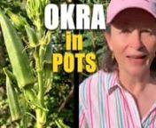 How to Grow OKRA from SEEDS in POTS. In the video above, find out how to grow large veggies on your balcony, specifically Okra.nnIt’s adelicious, nutritious Southern plant that can also be grown in the North as long as you have a couple of months of at least 70 degrees Fahrenheit (21 Celsius) temperatures.nnDiscover how to plant, fertilize, water, and harvest your delicious, nutritious okra. In the video, you’ll also find an easy way to cook them as well as how to handle pests including wh