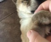 Baby Shiba is so cute and playful. She loves laying on her back and having her belly rubbed! She s adorable!