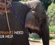 Donate now to help care for formerly abused elephants, stop elephant exploitation in tourism and help push Senators and MPs to swiftly pass the Jane Goodall Bill into law preventing elephants and hundreds of other species from being exploited for entertainment in Canada. nnGive now and your gift will have 2x the impact for elephants: https://give.worldanimalprotection.ca/page/105132/donate/1?ea.tracking.id=homepage&amp;utm_campaign=22-e4&amp;utm_medium=website&amp;source=vimeo&amp;utm_content=sp