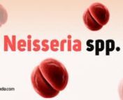 Boost your knowledge about Facultative anaerobe, pathogenic gram-negative coccus- Neisseria spp. nnSpecies of Neisseria include Neisseria gonorrhoeae bacteria and Neisseria meningitidis bacteria. Neisseria does not like to roam alone here and there, but it always hangs out in pairs called diplococci. So, in this video, I am going to make you much familiar with this diplococcus, Neisseria.