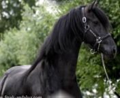Friesian Horse Stables