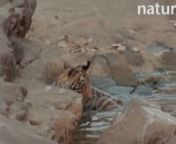 Bengal Tiger Cub playing in a waterhole, Ranthambore National Park, Rajasthan, India - Asia from bengal tiger national park