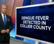Dengue Fever Report from WFTX from wftx