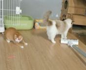 KK26YT2014 -BUFFER® 3 Fonksiyonlu Kırmızı Beyaz Işıklı Led Lazer Kedi Köpek Oyuncak Anahtarlık from kedi