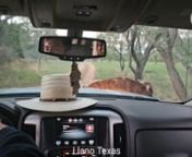 Enjoy a Mini tour of Llano Texas while we explore my friends longhorn ranch after touring Fredericksburg TX. Share, like, comment and subscribe! nnO N L Y F A N S https://onlyfans.com/lydiafaithfulnP A T R E O N https://www.patreon.com/lydiafaithful nI N S T A G R A M https://www.instagram.com/lydia_faithful/nF A C E B O O K https://www.facebook.com/Ts-Lydia-Faithful-FanPage-354645961322286/nT W I T T E R https://twitter.com/faithful_lydianS N A P C H A T https://www.snapchat.com/add/lydia_faith